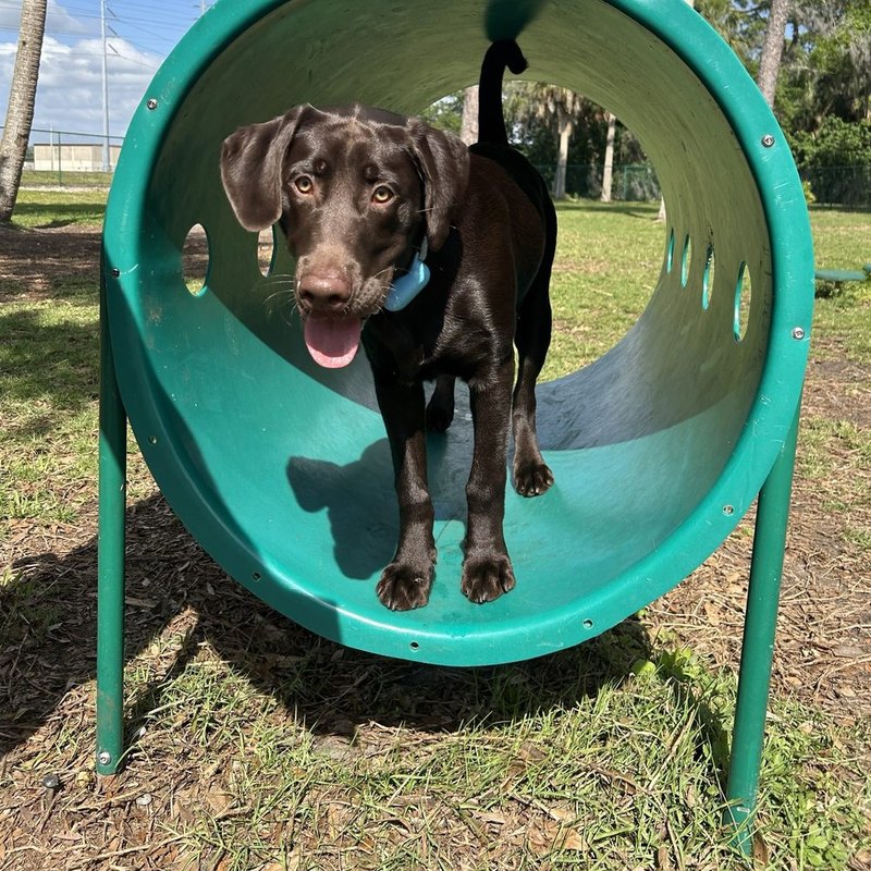 Chocolate Lab puppy standing in a green play tunnel at the Indian Rocks Beach Dog Park