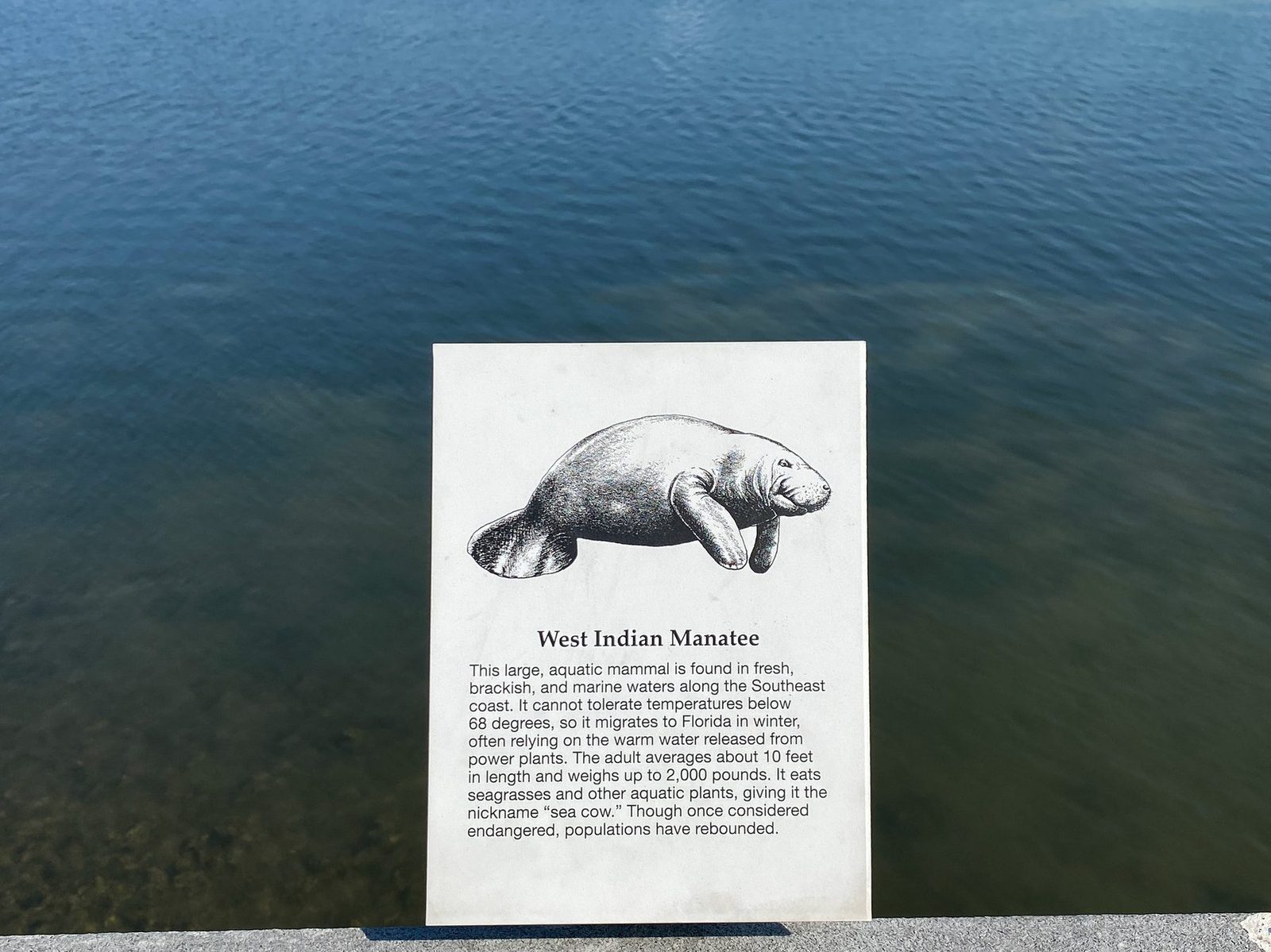 West Indian Manatee sign on the railing above calm Intracoastal water at the Indian Rocks Beach Nature Preserve